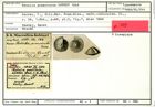 Karteikarte zum Syntyp von Rotalia praecincta Karrer, 1868